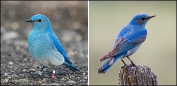 Bluebird colours.