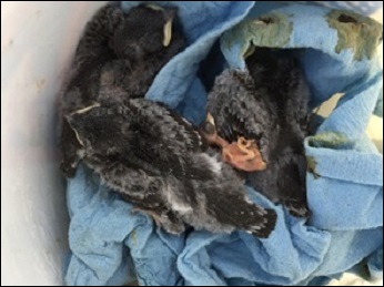 Day old bird hatched in nest with Day 14 Swallows